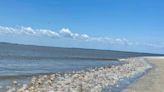 Jellyfish plentiful in waters off Tybee beach this time of year. What you need to know