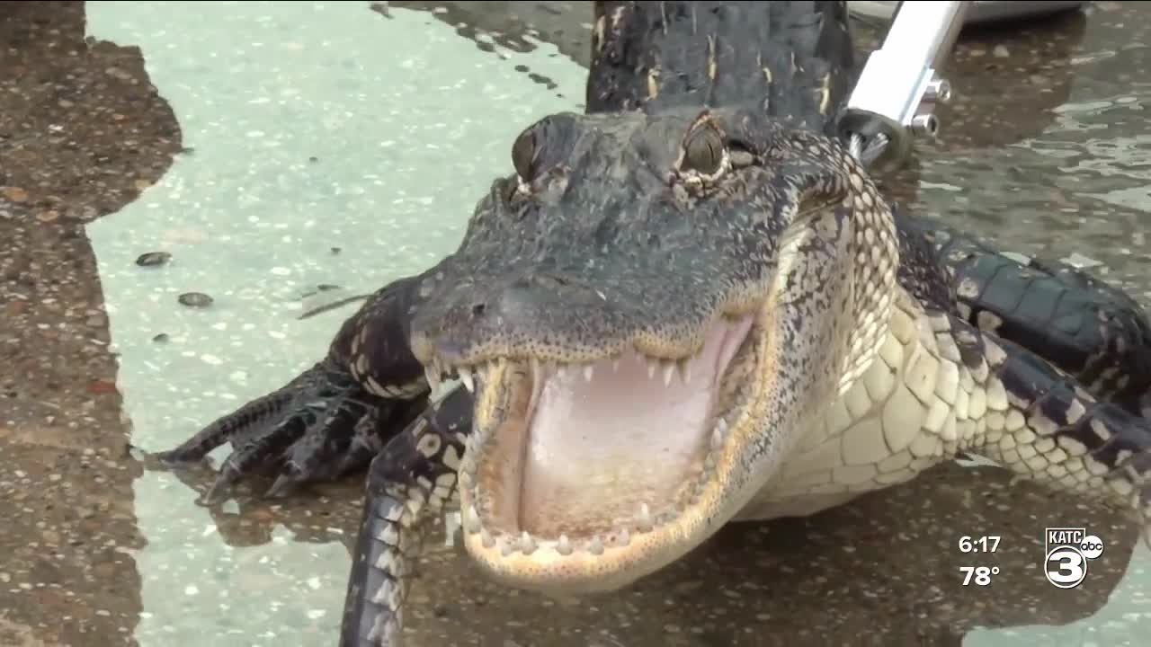 Morgan City Man donates alligator catch poles to Morgan City Police Department