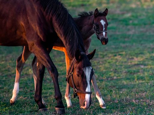 Where 2024’s Kentucky Derby contenders were born and how they made it to Churchill Downs