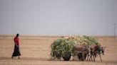 Drought threatens starvation in Horn of Africa, U.N., agencies say