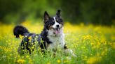 Looking for a New Best Friend? Try These Medium-Sized Dog Breeds