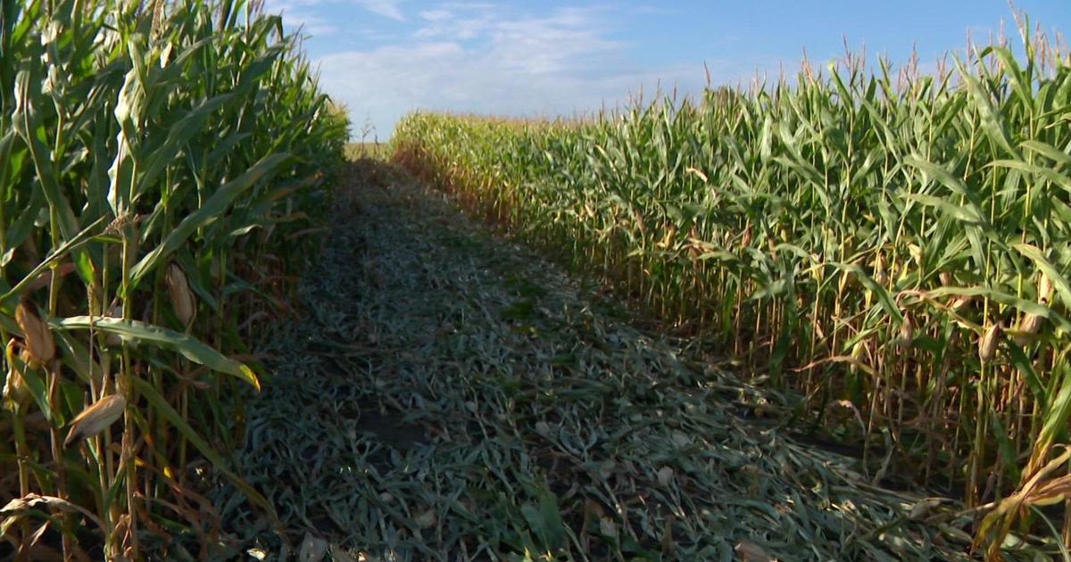 New Prague school bus plows through corn field, driver hospitalized