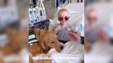Mic Catches Sweetest, Most Wholesome Conversation Between Therapy Dog & Children's Hospital Patient