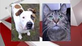 Pet of the Week: Maizey & Theresa