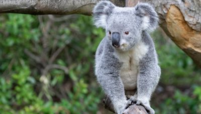 Brookfield Zoo to welcome koalas for first time ever