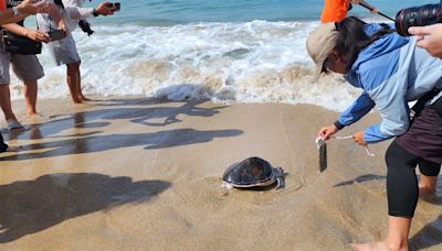 世界海龜日！澎湖野放13隻保育海龜回大海 實踐海洋生態保育