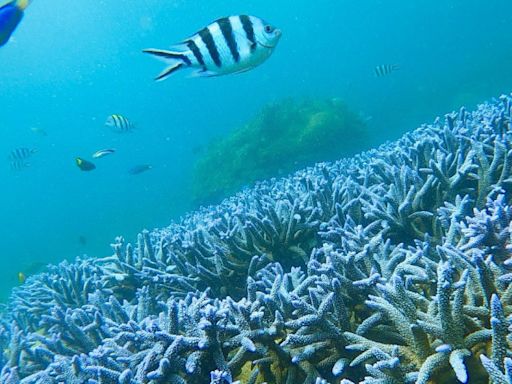 潛入澎湖海底「種珊瑚」 台亞風能啟動復育行動 - 自由財經