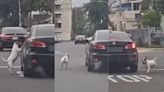 ¡Crueldad animal en VIDEO! Un perro fue arrojado desde un auto; el "lomito" corrió para no ser abandonado