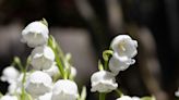 Woman arrested after allegedly poisoning husband with lily of the valley