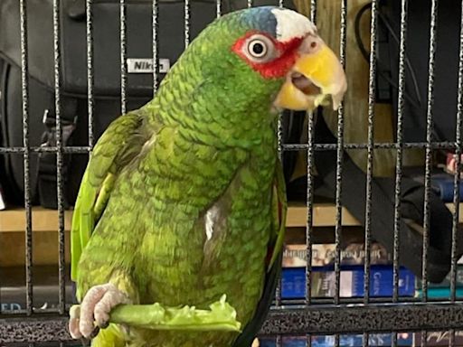 Pepper, the foul-mouthed parrot, has found a home