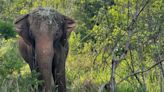 Elefanta morre por eutanásia após deitar e não levantar mais