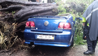 Árbol cae y mata a mujer en colonia Nápoles; su bebé sobrevivió