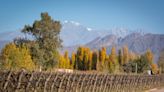 Día del Malbec: con el consumo mundial en baja, las bodegas argentinas sufren por las exportaciones