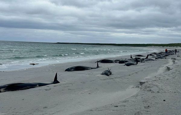 Entire pod of 89 pilot whales dies on Scottish beach in freak mass stranding