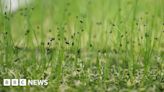 Is Norwich vertical farming unit the future of food production?