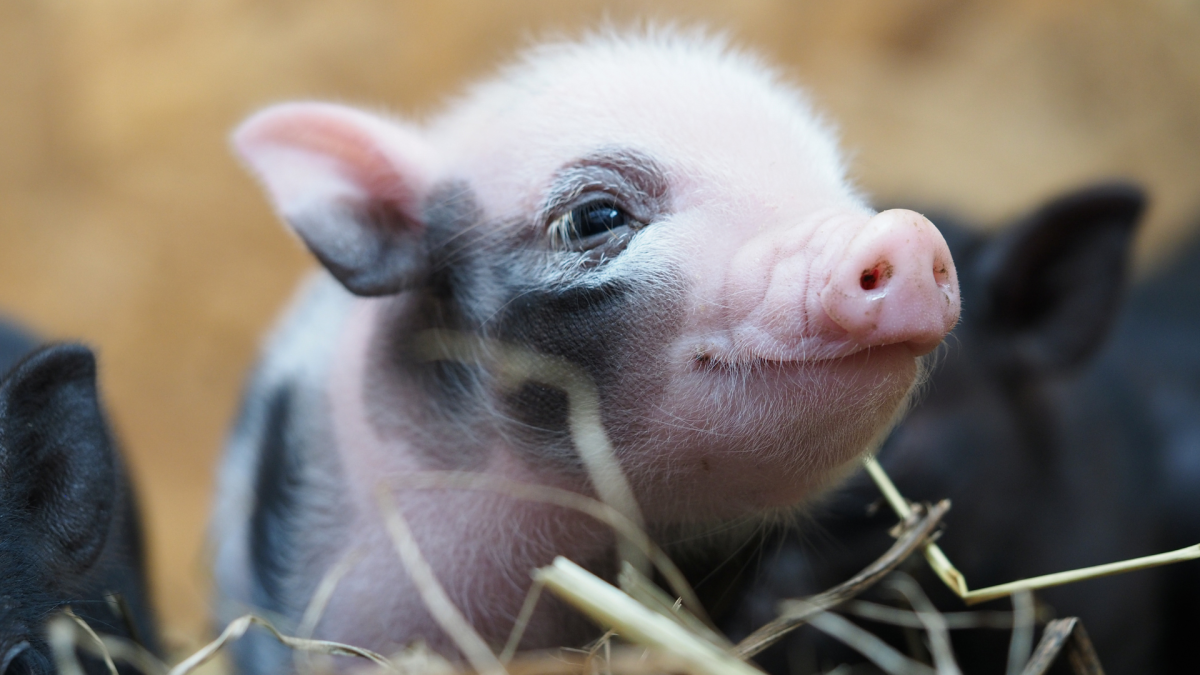 Piglet Begs for Scratches After Seeing Mama Pig Get Premium Treatment