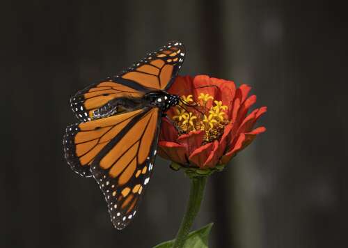 Nature Notes: Monarch butterflies begin their trip south