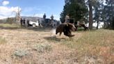 2 orphaned Black bears released back into wild after rehabilitation by San Diego Humane Society