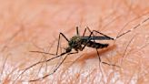 North Texas spring rain brings back mosquitoes and West Nile Virus