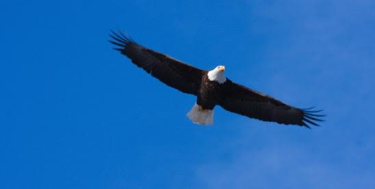 NJDEP Proposes Bald Eagle Removal and Other Changes to New Jersey’s Threatened and Endangered Species Lists