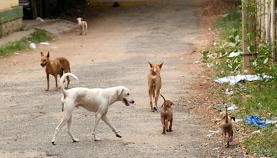 Five-year-old boy suffers serious injury in stray dog attack in Kancheepuram