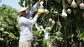 Exportadores de mango peruano reducirán tiempo de envío al Asia por Chancay