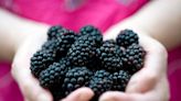 Free berry is a superfood that cuts infection and inflammation