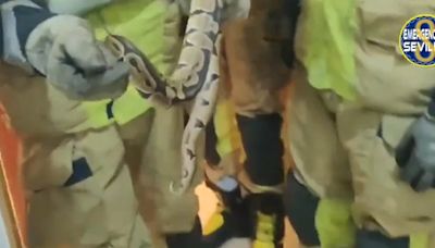 Los bomberos de Sevilla capturan a una serpiente que se había colado en una casa: “Desconocía su procedencia y el tiempo que llevaba en su vivienda”