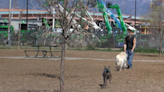 Albuquerque City Council decides how to spend funds from sale of dog park