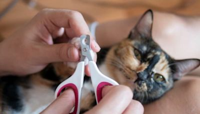 Cómo se deben cortar las uñas de los gatos