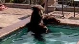 Bear Caught Cooling Off in California Homeowner's Backyard Jacuzzi amid Heat Wave