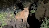 Big Cat Fever Returns To L.A. As Mountain Lion Possibly Spotted In Hollywood Hills