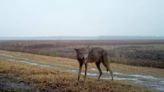 Here’s a timeline of milestones in the attempted recovery of the red wolf in NC