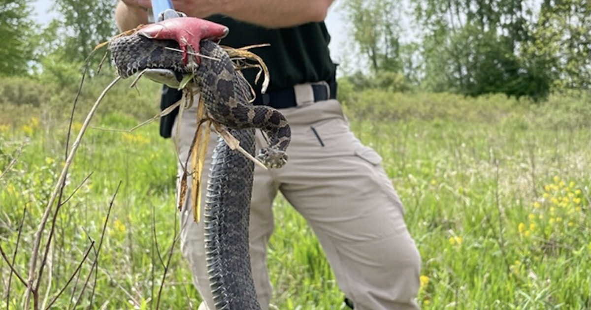 Rare "highly toxic" viper found in Ohio