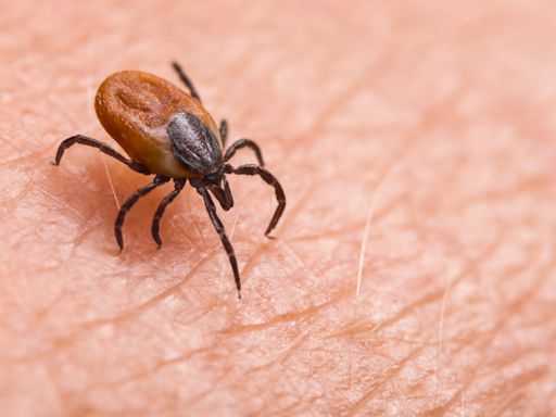 'Burning, some pain': Tick cases rise due to mild winter