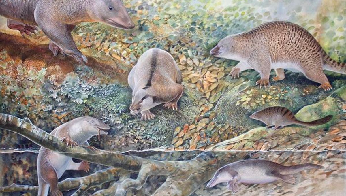 "Echidnapus" Among Three New Species That Reveal A Lost Land Of The Monotremes