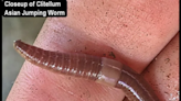 Invasive Asian jumping worms are now in Kansas. People are asked to help keep them from spreading.