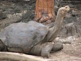 Galápagos tortoise