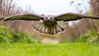 Runner clawed by swooping buzzard in Mourne Mountains