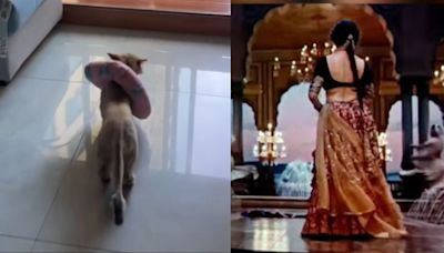 This Kitten's Video On Viral 'Gajagamini' Walk Trend Is Must-Watch For Cat Lovers