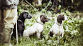 32 reasons gundogs are so popular