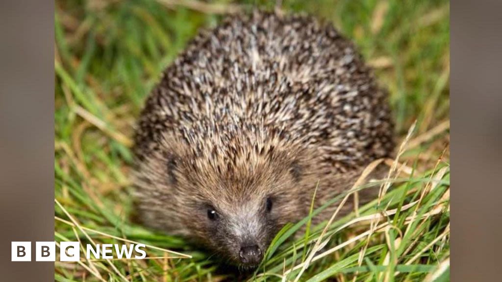 People urged to be mindful of hedgehogs on Isle of Man roads