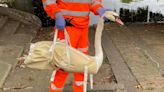 Swanning about – bird on the line delays rush hour commuters