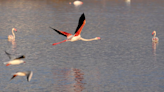 Maharashtra to conserve Navi Mumbai’s DPS Flamingo Lake