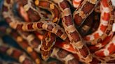 Hombre es detenido en China por llevar 100 serpientes vivas escondidas en sus pantalones - El Diario NY