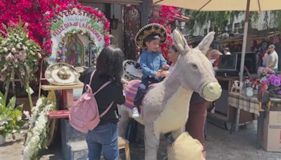 Olvera Street burro at El Pueblo de Los Ángeles in danger of being evicted