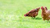 Barnyard Chickens Have Zero Tolerance for Toy Chicken in Hysterical Video