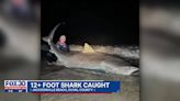 Local fishermen reel in whopping 12-foot long Tiger shark in Jacksonville Beach waters