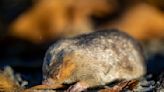 Still alive! Golden mole not seen for 80 years and presumed extinct is found again in South Africa