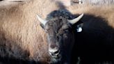 US tribes get bison as they seek to restore bond with animal